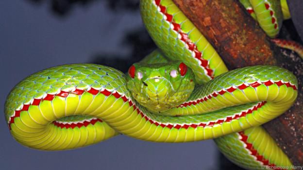 The Bowtie Snake